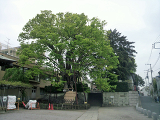 東京　白山神社の大ケヤキ①2012_0421