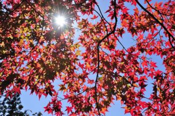 紅葉と太陽の光