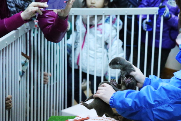 とべ動物園を応援する写真クラブのブログ-カワウソの赤ちゃん限定公開