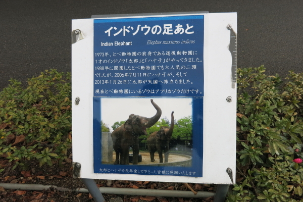 とべ動物園を応援する写真クラブのブログ-とべ動物園インドゾウの太郎くんありがとう