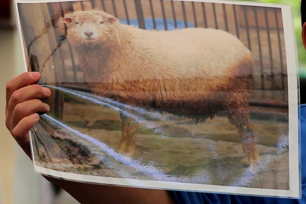 とべ動物園を応援する写真クラブのブログ-ヒツジの毛刈り