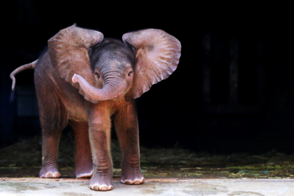 とべ動物園を応援する写真クラブのブログ-メスのアフリカゾウの赤ちゃん