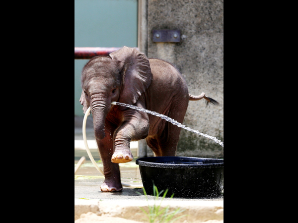 とべ動物園を応援する写真クラブのブログ-ゾウの赤ちゃんの水遊びです。