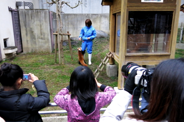 とべ動物園を応援する写真クラブのブログ-レッサーパンダで撮影会