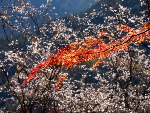 紅葉と冬桜　C
