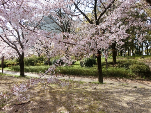 2022年大阪城公園桜3