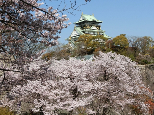 2022年大阪城公園桜1
