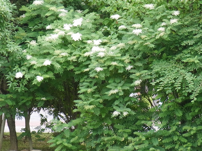 ナナカマド 奇数羽状複葉と白い小花 きれぎれの風彩 ふうさい