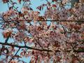 仁伏の桜　満開