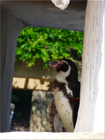 東山動物園　ペンギン