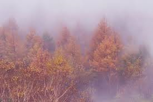 秋の霧