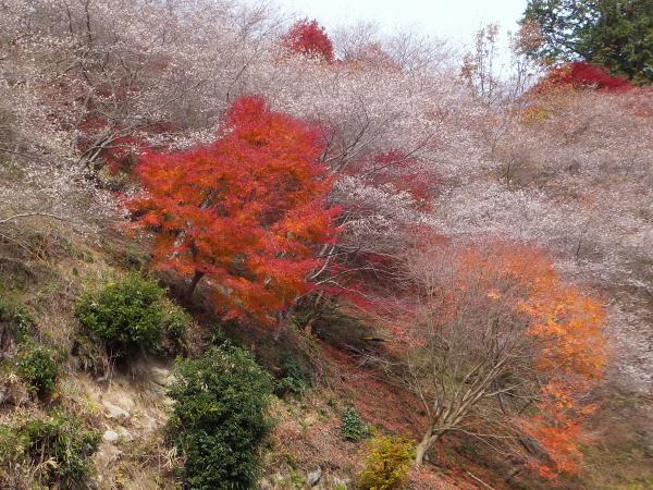 川見四季桜公園
