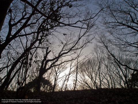 久良岐公園の林と夕日