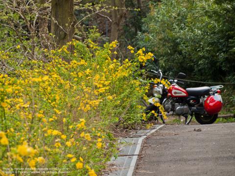 黄色い花とバイク