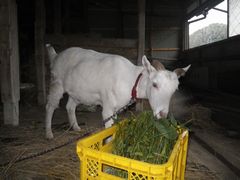［写真］のぶ子さん宅の牛舎で、餌を食べるアランの様子