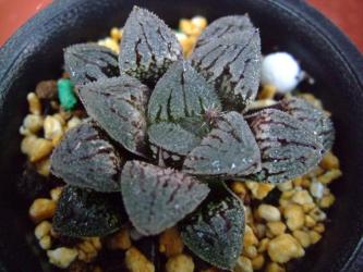 ハオルチア　黒砂糖（くろざとう）Haworthia hybrid 'Kurozato'（新氷砂糖ｘ毛蟹）2012.11.25
