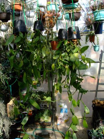 ラン科　バニラ(Vanilla planifolia)ミズゴケで仕立て直し簡単に針金で挿して逆さに吊ってみます♪2012.11.25