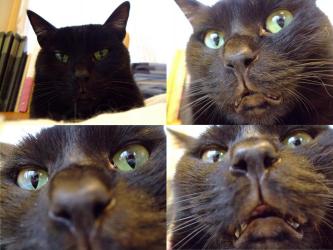 黒猫のタコ～ちゃんです♪ちょっと～？んにゃ？大分怖～い(◎皿◎)コ～ワ～イ～2012.03.01