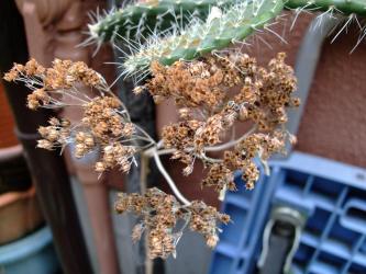 セダム　白斑ベンケイソウ (Sedum alboroseum f.variegata) に新芽が出てきました！2012.02.23