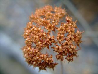 ヒロテレフィウム ミセバヤ（Hylotelephium sieboldii） ～種？2012.02.23