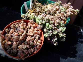 右：セダム　大型姫星美人（Sedum dasyphyllum）、左：セダム　姫星美人（Sedum brevifolium ）2012.03.12 　