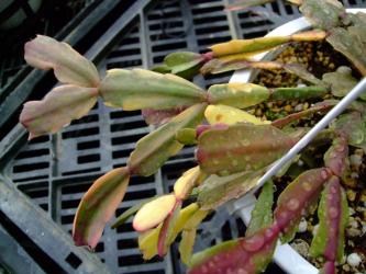 蟹葉サボテン　シュルンベルゲラ　ルッセリアナ(Schlumbergera russeliana）斑入り種～2012.04.01