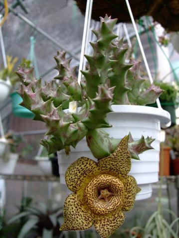 オルベア　ナマクエンシス （Orbea namaquensis）　ガガイモ科　黄金牛角～ 開花！全体的にはこんな感じ～2012.04.20