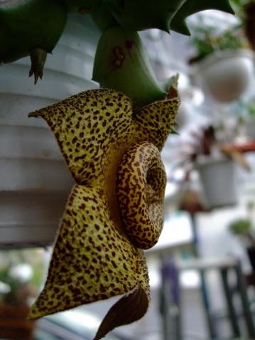 オルベア　ナマクエンシス （Orbea namaquensis）　ガガイモ科　黄金牛角～ 開花！横から立体的に見ると～こんな感じ。2012.04.20