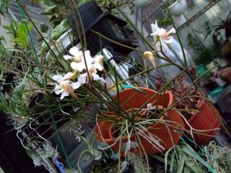 エリドバンダ　ムンディー(Aeridovanda Mundyi)～エリドバンダ属最初の交配種（Aerides vandarum×Vanda teres）開花しています！～2012.04.26