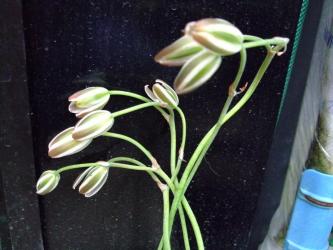 アルブカ　フミリス（Albuca humilis）の花白＆緑・・・開かないで閉じたままです(´ﾍ｀；)すごく長い花茎で倒れます！細いサワサワしたやわらかい葉です！2012.05.01