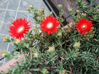 ドロサンセマム　花猩々（はなしょうじょう）Drosanthemum speeciosum～キレイな赤花2012.05.18