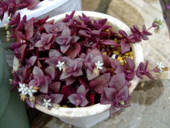 クラッスラ　　ペルシダ　ジンガールブラ (Crassula pellucida 'Jinger Rubra'  )濃い紫に紅葉中～2012.06.07