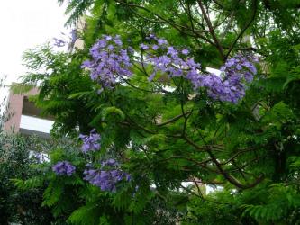 熱海の海岸道路に植えられつつあるジャカランダ～青紫の花を咲かせています！2012.06.24