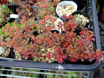 セダム オレガナム（Sedum oreganum）寒くもないのに～真っ赤に紅葉中～花芽はまだ見えません！どんな花が咲くのでしょう？2012.06.28