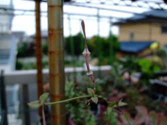 セロペギア　バークリー（Ceropegia barklyii (RSA,Queenstown)）地味な花が咲いています♪2012.07.20
