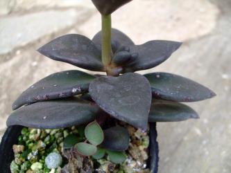 レノフィルム アクチフォリウム(Lenophyllum acutifolium)深黒い葉色～♪2012.07.27