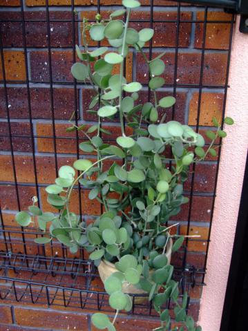 クセロシキオス属 　緑の太鼓（みどりのたいこ）(Cucurbitaceae　Xerosicyos danganyii)2012.07.30