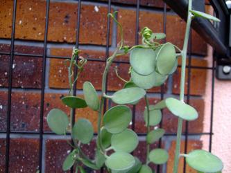 クセロシキオス属 　緑の太鼓（みどりのたいこ）(Cucurbitaceae　Xerosicyos danganyii)～枝先は蔓です♪2012.07.30