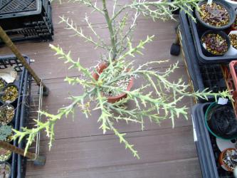 ユーフォルビア ステノクラーダ(Euphorbia stenoclada)～銀角珊瑚（ぎんつのさんご）2012.08.29