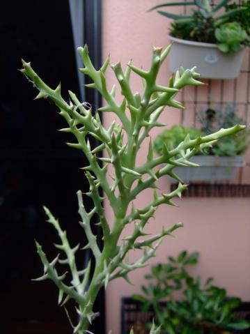 ユーフォルビア ステノクラーダ(Euphorbia stenoclada)～銀角珊瑚（ぎんつのさんご）2012.08.29