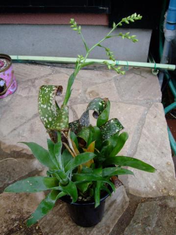 ブロメリア　カトプシス　モーレニアナ（Catopsis morreniana） (Bromeliaceae Tillandsioideae　パイナップル科チランジア亜科) 左手前：花芽上がっています♪2012.09.10