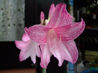 シロズジアマリリス（Hippeastrum reticulatum var. striatifolium）開花中～2012.09.20