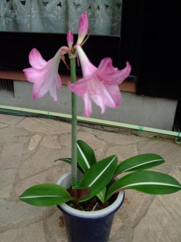 シロズジアマリリス（Hippeastrum reticulatum var. striatifolium）開花中～2012.09.20