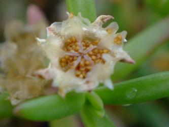メストクレマ マクロリズム(Mestoklema macrorhizum)白花～水やりすると直ぐできる種が開いて弾け落ちます♪2012.10.21