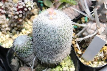 エピテランタ　かぐや姫（ Epitelantha micromeris var.longispina）～原産地 メキシコ　2012.05.23