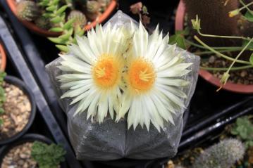 アストロフィツム　鸞鳳玉(らんぽうぎょく)Astrophytum myriostigma ～開花～2012.05.26