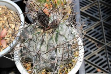 アストロフィツム　白瑞鳳玉（はくずいほうぎょく）Astrophytum capricorne var. niveum ～蕾～2012.05.26