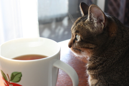 紅茶と猫