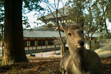奈良の鹿
