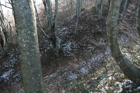 雪が残っている林床